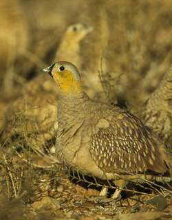 花头沙鸡 / Crowned Sandgrouse / Pterocles coronatus