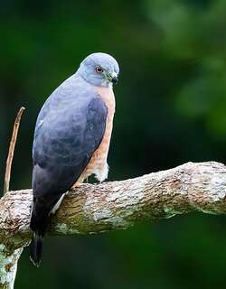 双齿鹰 / Double-toothed Kite / Harpagus bidentatus