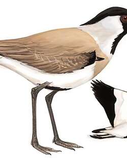 距翅麦鸡 / River Lapwing / Vanellus duvaucelii