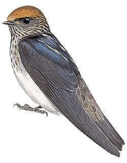 黄额燕 / Streak-throated Swallow / Petrochelidon fluvicola