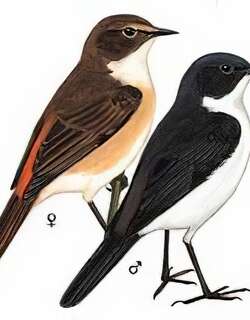 黑白林鵖 / Jerdon’s Bushchat
