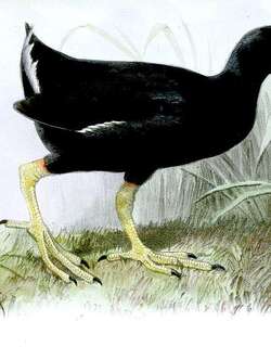 特岛骨顶 / Tristan Moorhen / Gallinula nesiotis