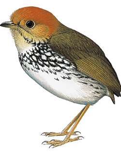 贝胸蚁鸫 / Scallop-breasted Antpitta / Grallaricula loricata