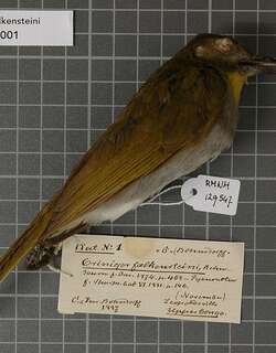 黄颈绿鸫鹎 / Falkenstein’s Greenbul / Chlorocichla falkensteini