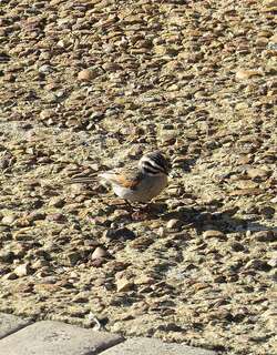 文氏岩鹀 / Vincent’s Bunting / Emberiza vincenti