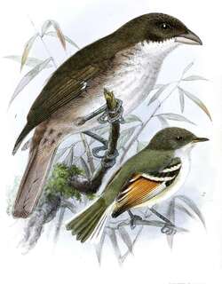 棕翅姬霸鹟 / Rufous-winged Tyrannulet / Mecocerculus calopterus