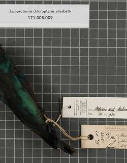 墨伊蓝耳辉椋鸟 / Miombo Blue-eared Starling / Lamprotornis elisabeth