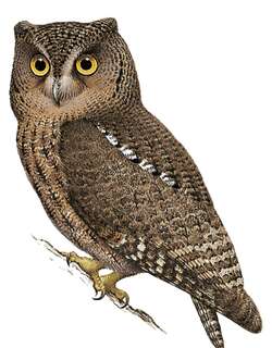 苏拉角鸮 / Sula Scops Owl / Otus sulaensis