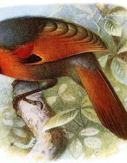 纹枕噪鹛 / Collared Laughingthrush / Trochalopteron yersini