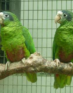 白眶绿鹦哥 / Hispaniolan Amazon / Amazona ventralis