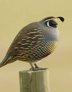 珠颈斑鹑 / California Quail / Callipepla californica