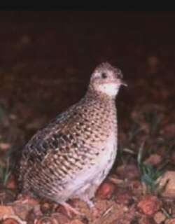侏䳍 / Dwarf Tinamou / Taoniscus nanus
