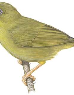 瓦岛绣眼鸟 / Vanikoro White-eye / Zosterops gibbsi
