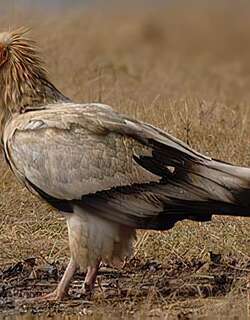 白兀鹫 / Egyptian Vulture / Neophron percnopterus