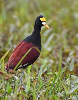 美洲水雉 / Northern Jacana / Jacana spinosa