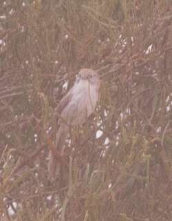 埃坎草鹩莺 / Eyrean Grasswren / Amytornis goyderi