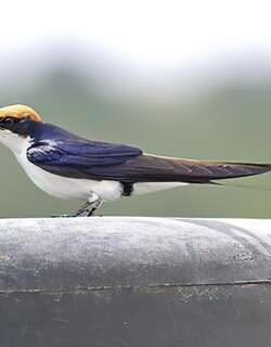线尾燕 / Wire-tailed Swallow / Hirundo smithii