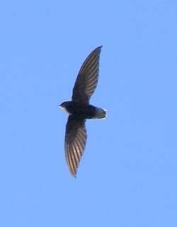 短尾雨燕 / Short-tailed Swift / Chaetura brachyura