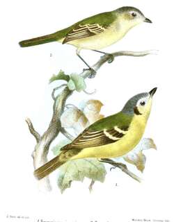 灰头小霸鹟 / Ashy-headed Tyrannulet / Phyllomyias cinereiceps