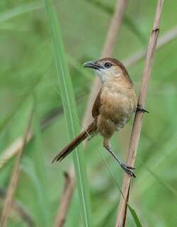 细嘴鸫鹛 / Slender-billed Babbler / Argya longirostris