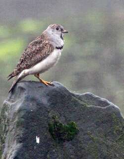 小籽鹬 / Least Seedsnipe / Thinocorus rumicivorus
