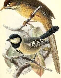 索马里山雀 / Acacia Tit / Melaniparus thruppi