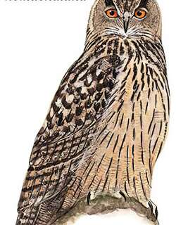 雕鸮 / Eurasian Eagle-Owl / Bubo bubo