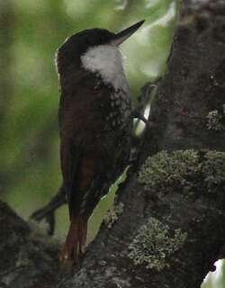 白喉爬树雀 / White-throated Treerunner / Pygarrhichas albogularis