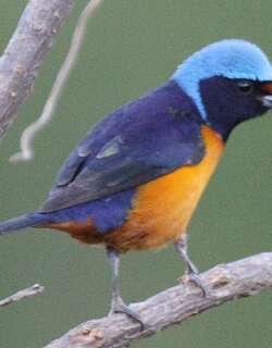 亮丽歌雀 / Elegant Euphonia / Euphonia elegantissima