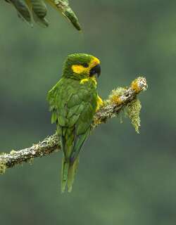黄耳鹦哥 / Yellow-eared Parrot / Ognorhynchus icterotis