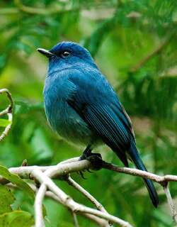 印度仙鹟 / Nilgiri Flycatcher / Eumyias albicaudatus