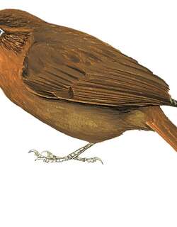 圣玛尔塔拾叶雀 / Santa Marta Foliage-gleaner / Clibanornis rufipectus