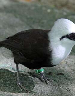 黑白噪鹛 / Sumatran Laughingthrush / Garrulax bicolor