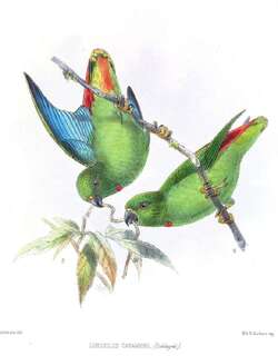 桑岛短尾鹦鹉 / Sangihe Hanging Parrot / Loriculus catamene