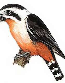 [白腿]小隼 / Pied Falconet