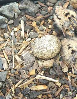 黑额鸻 / Black-fronted Dotterel / Elseyornis melanops