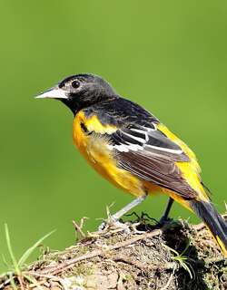 黑顶拟鹂 / Black-cowled Oriole / Icterus prosthemelas