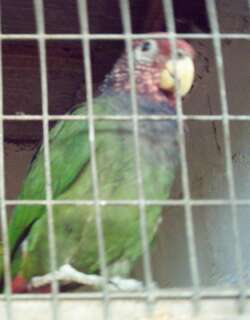 紫冠鹦哥 / Plum-crowned Parrot / Pionus tumultuosus
