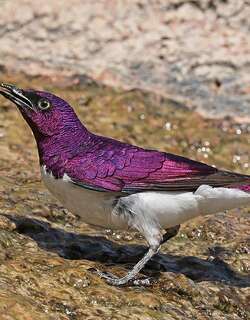 白腹紫椋鸟 / Violet-backed Starling / Cinnyricinclus leucogaster