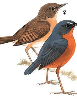 锈腹短翅鸫 / Rusty-bellied Shortwing / Brachypteryx hyperythra