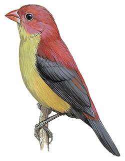谢氏朱翅雀 / Shelley’s Crimsonwing / Cryptospiza shelleyi