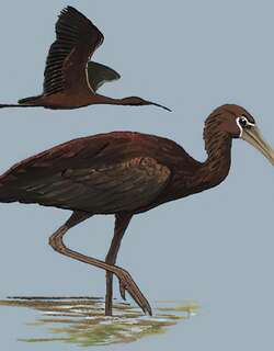 彩鹮 / Glossy Ibis / Plegadis falcinellus