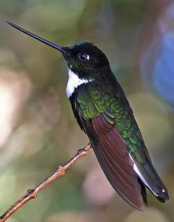 领星额蜂鸟 / Collared Inca / Coeligena torquata