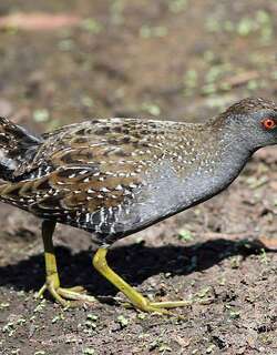 斑田鸡 / Australian Crake / Porzana fluminea