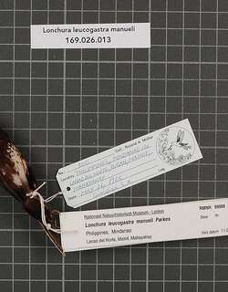 白胸文鸟 / White-bellied Munia / Lonchura leucogastra