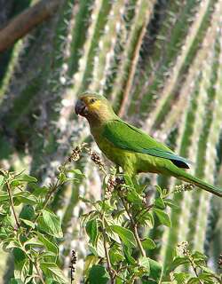 褐喉鹦哥 / Brown-throated Parakeet / Eupsittula pertinax