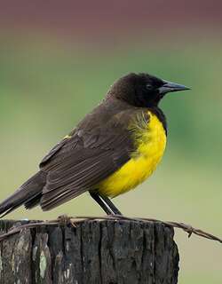 黄腰沼泽雀 / Yellow-rumped Marshbird / Pseudoleistes guirahuro