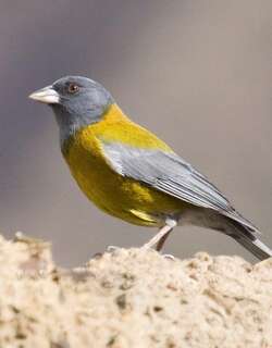 秘鲁岭雀鹀 / Peruvian Sierra Finch / Phrygilus punensis