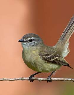 带斑小霸鹟 / Planalto Tyrannulet / Phyllomyias fasciatus