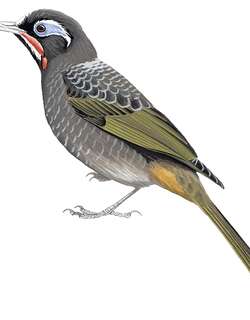 休恩寻蜜鸟 / Huon Melidectes / Melidectes foersteri